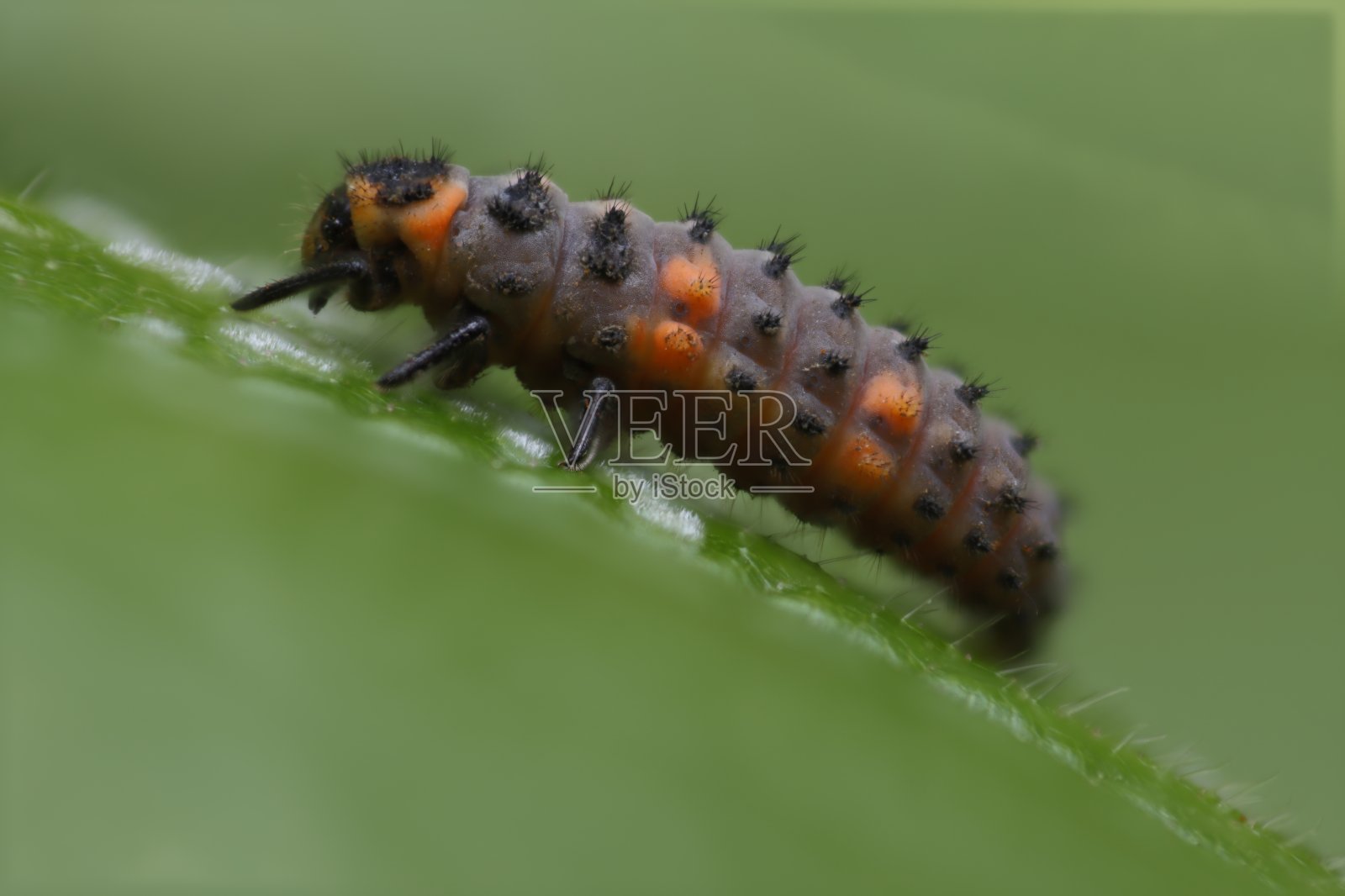 小螃蟹照片摄影图片