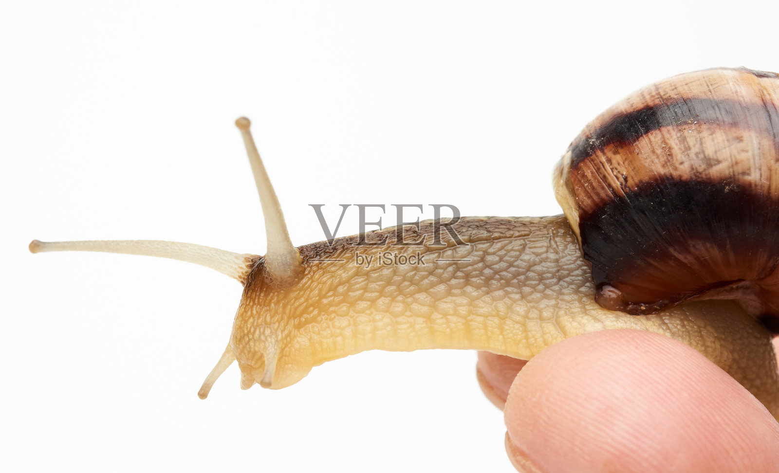 一只白色背景下的棕色蜗牛照片摄影图片