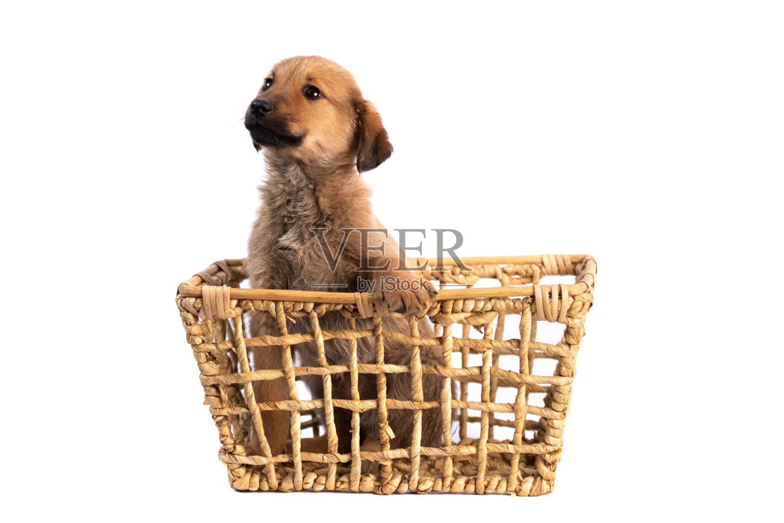 棕色的小狗孤立照片摄影图片