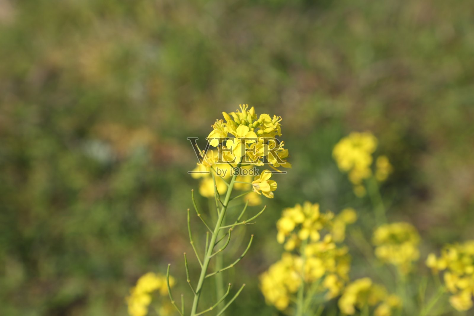博基尔多的油菜花照片摄影图片