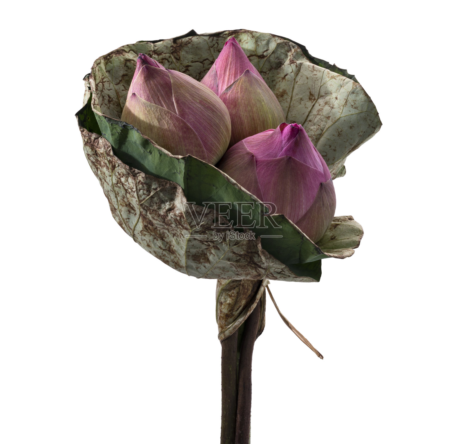 荷花，一束粉红色的荷花孤立在白色的背景上，有修剪的小路照片摄影图片