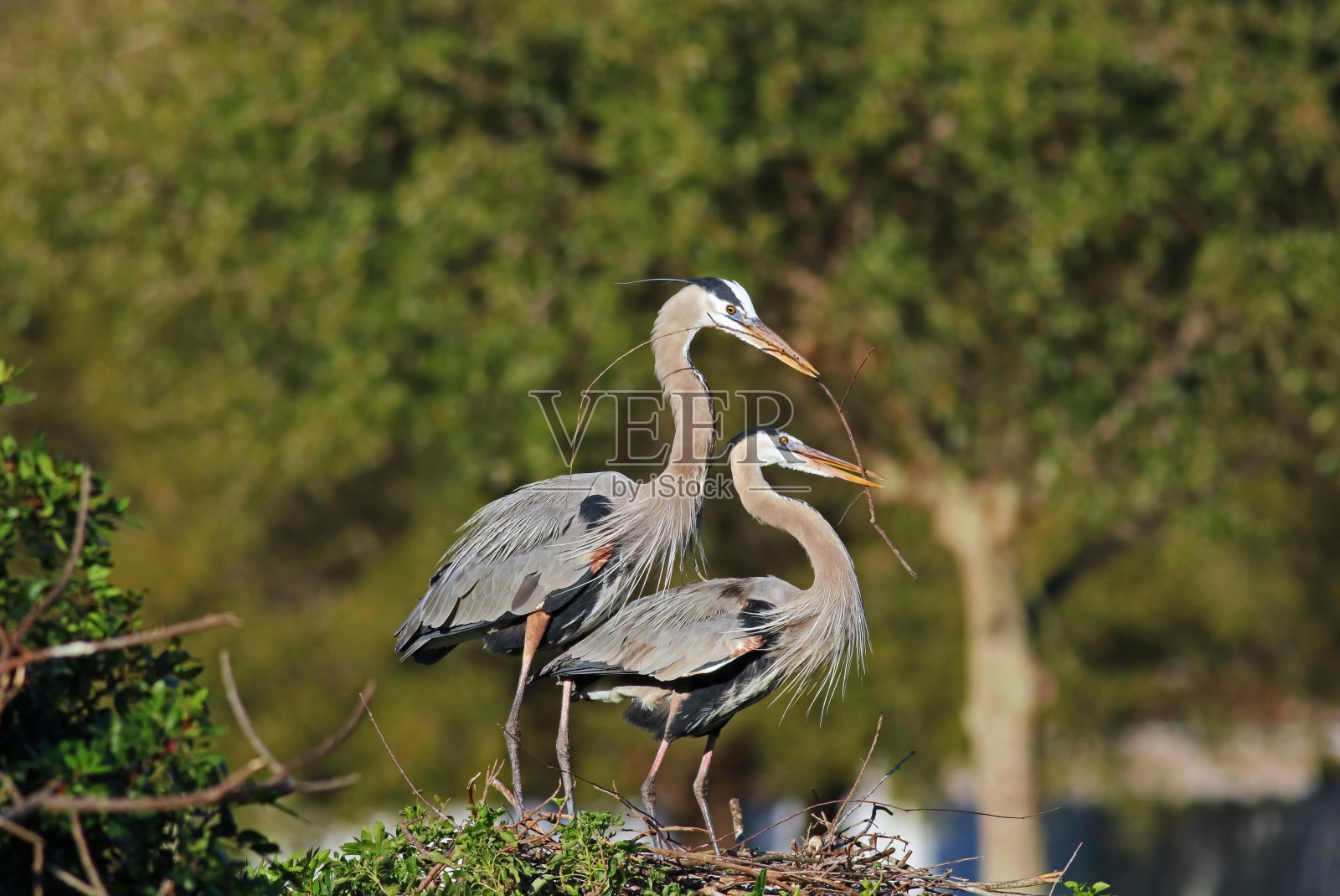 的承诺照片摄影图片
