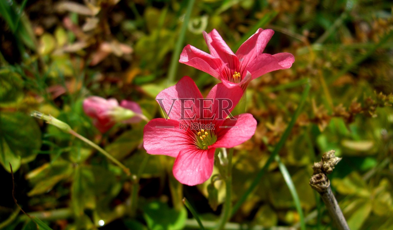 草酸花照片摄影图片