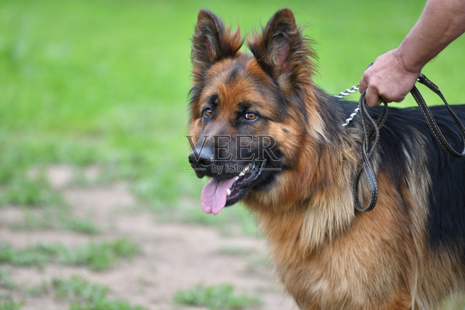 犬种德国牧羊犬照片摄影图片