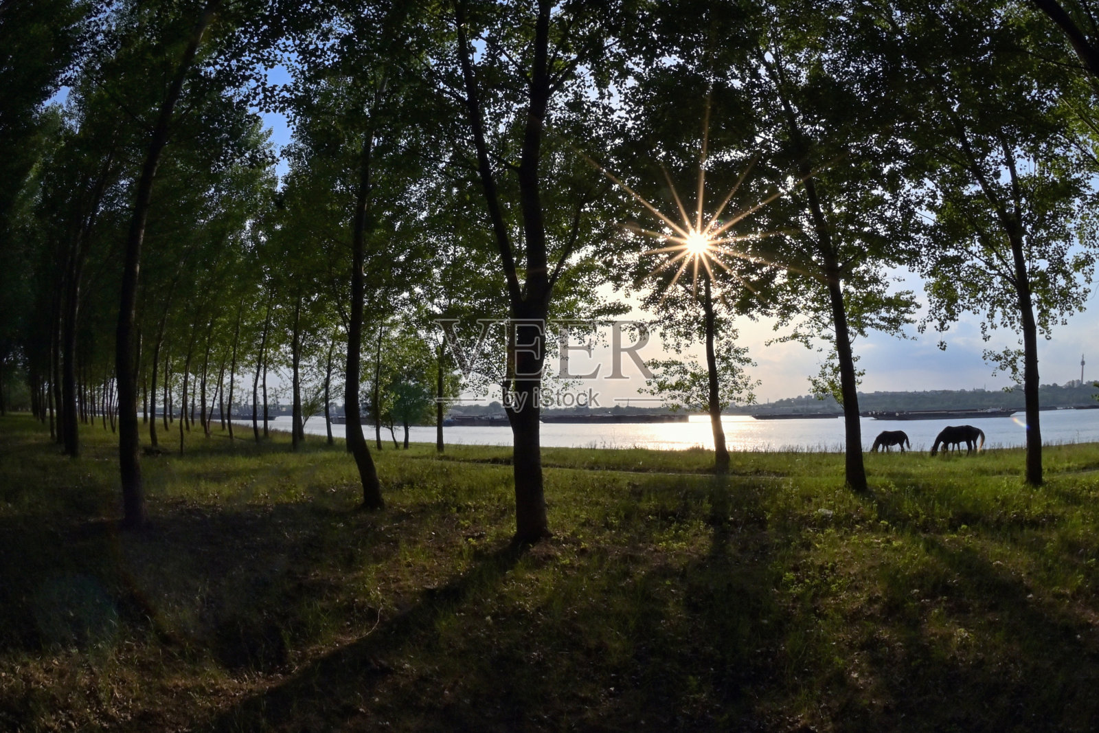 罗马尼亚加拉蒂夏日森林的阳光照片摄影图片