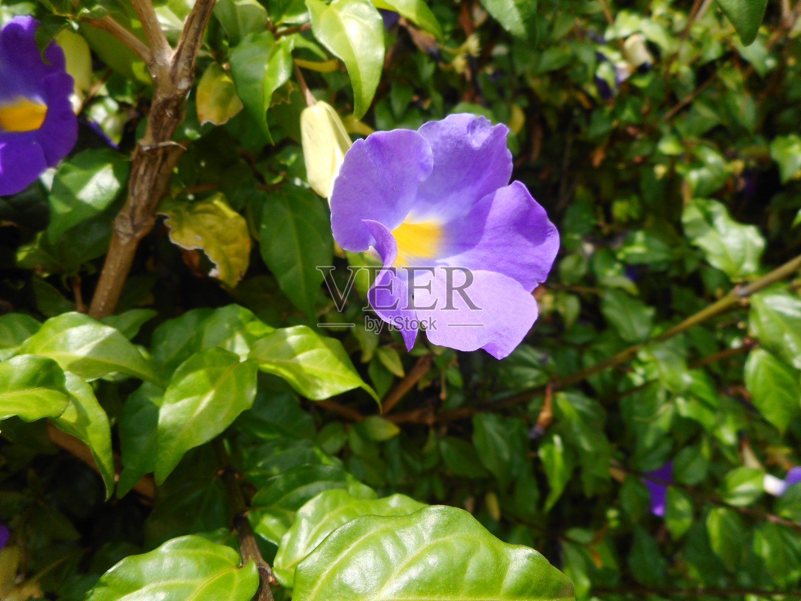 灌木状的蓬松的花-直立的拇指花照片摄影图片