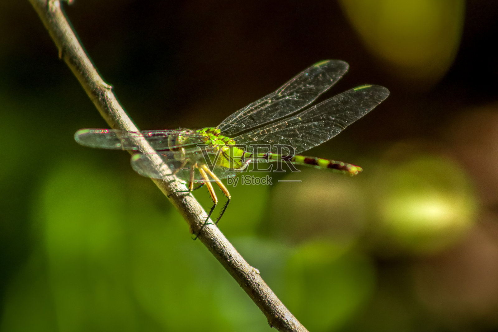 蜻蜓的特写照片摄影图片