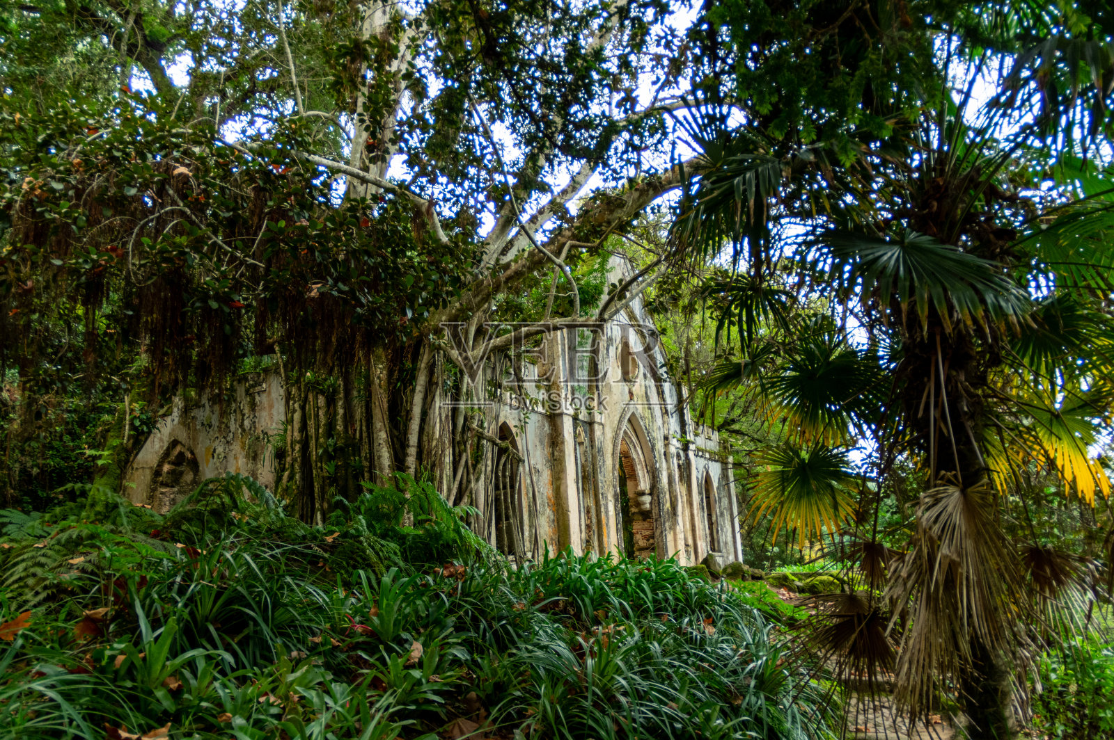 丛林般的废墟照片摄影图片