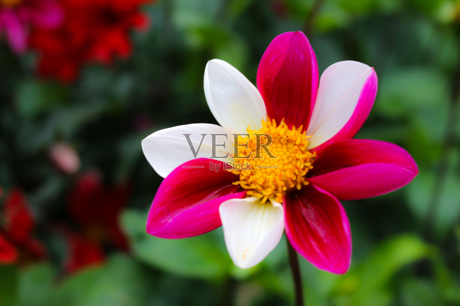 五颜六色可爱的花朵照片摄影图片