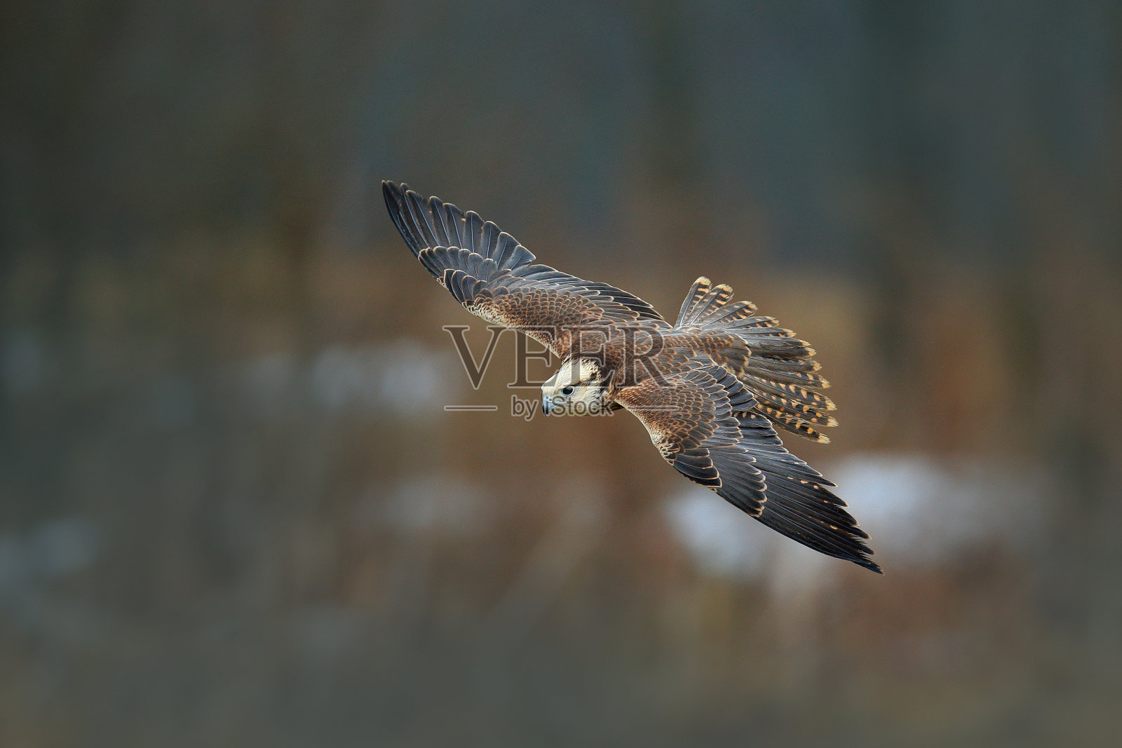 鹰飞，鸟飞，猛禽飞。森林在寒冷的冬天，动物在大自然的栖息地，希腊。野生动物的景象形成自然。鸟类的飞行。珍稀的白头鸟。照片摄影图片