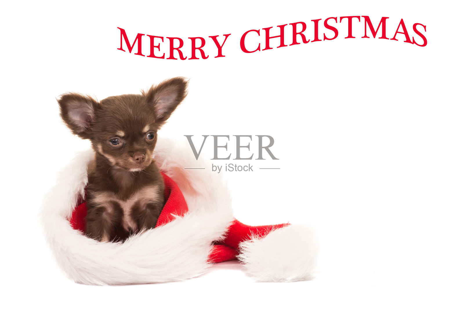 可爱的棕色吉娃娃小狗坐在圣诞老人的帽子孤立的白色背景与文字圣诞快乐照片摄影图片