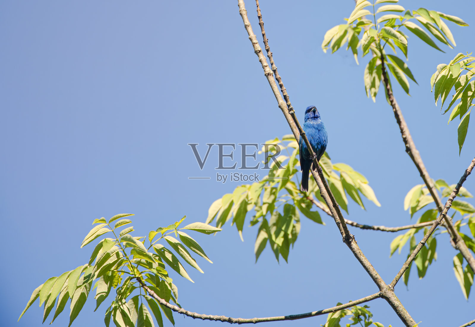 靛蓝色旗帜照片摄影图片