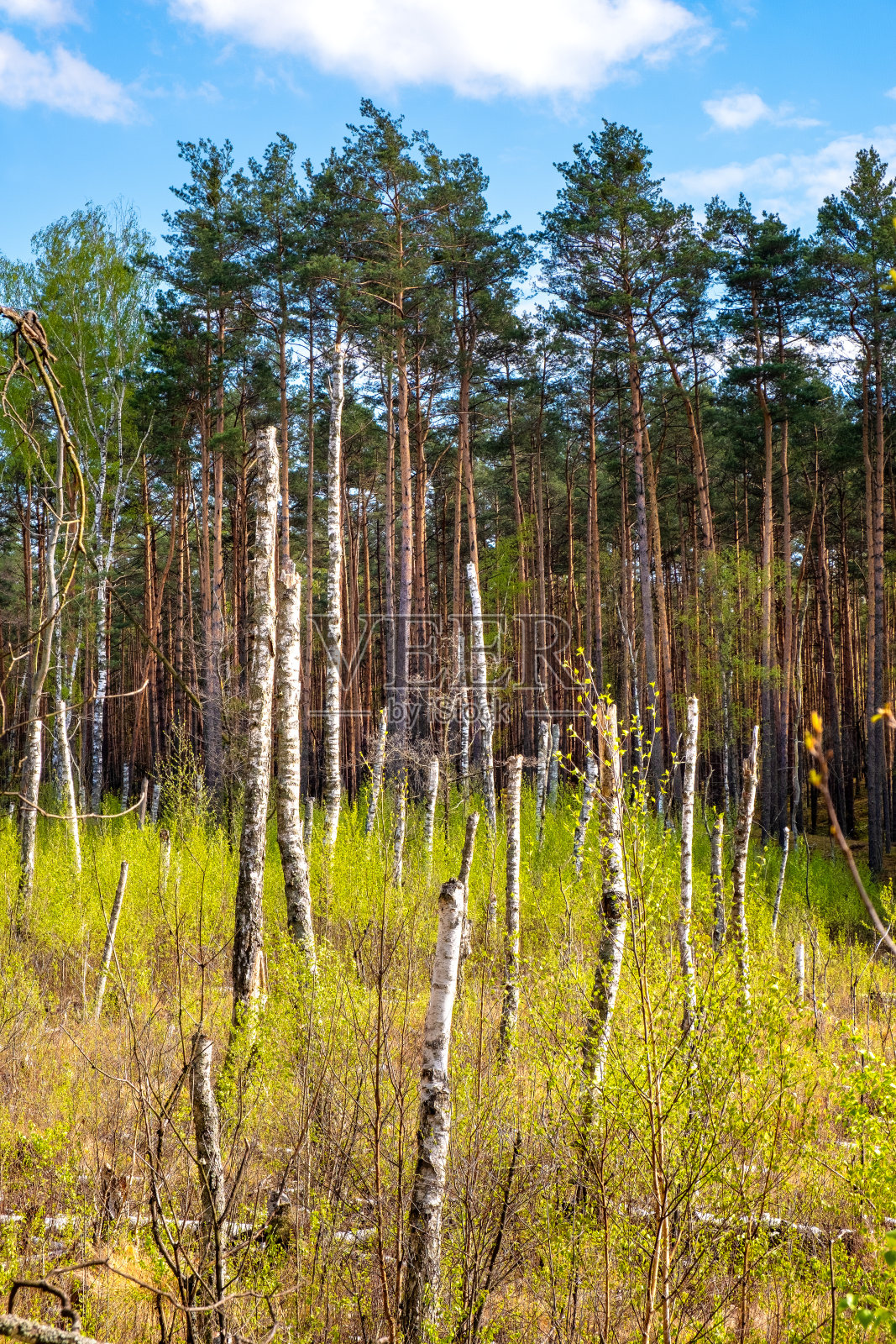 波兰马佐维亚地区Palmiry附近的Dlugie Bagno湿地照片摄影图片