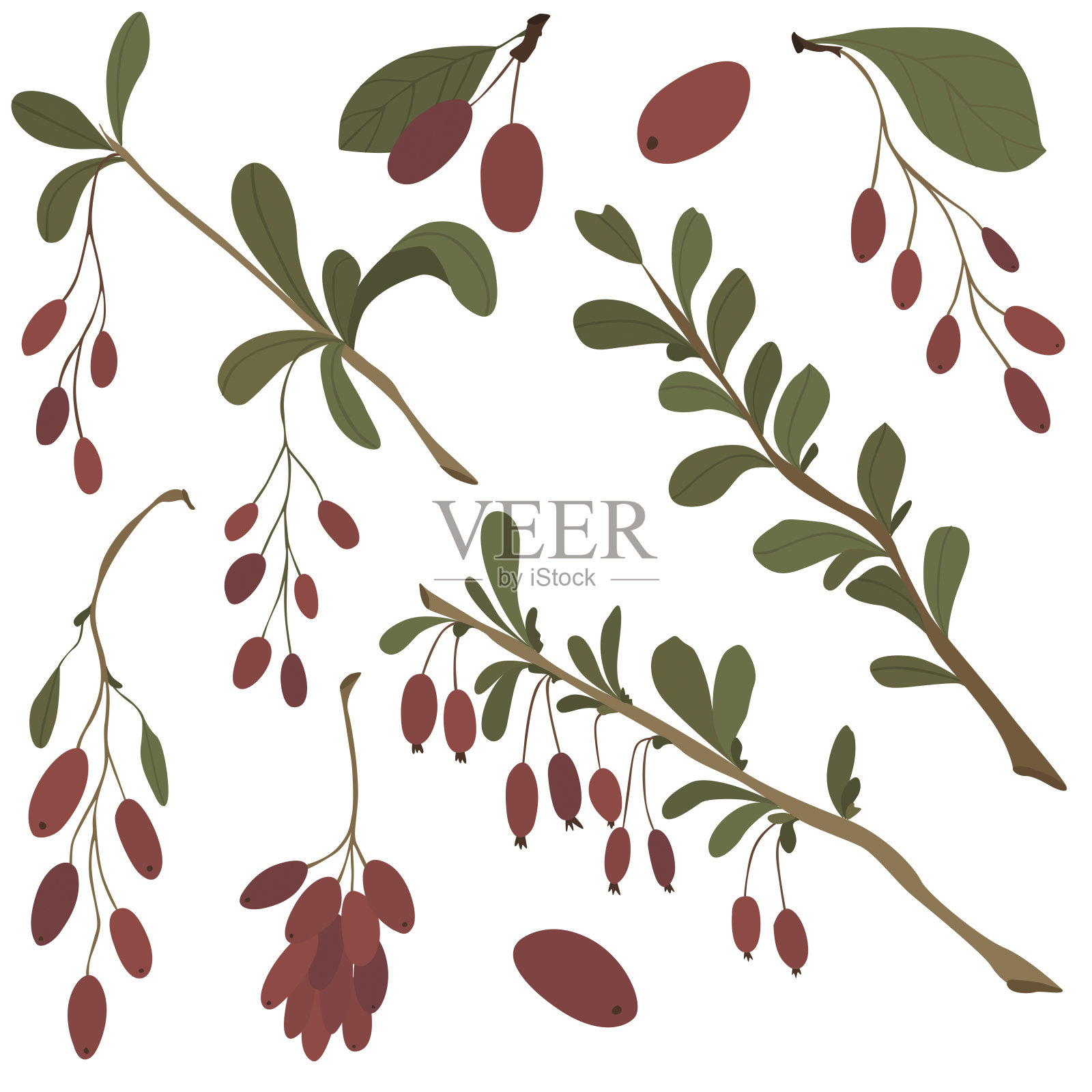 Berry barberry颜色插图向量设计元素图片