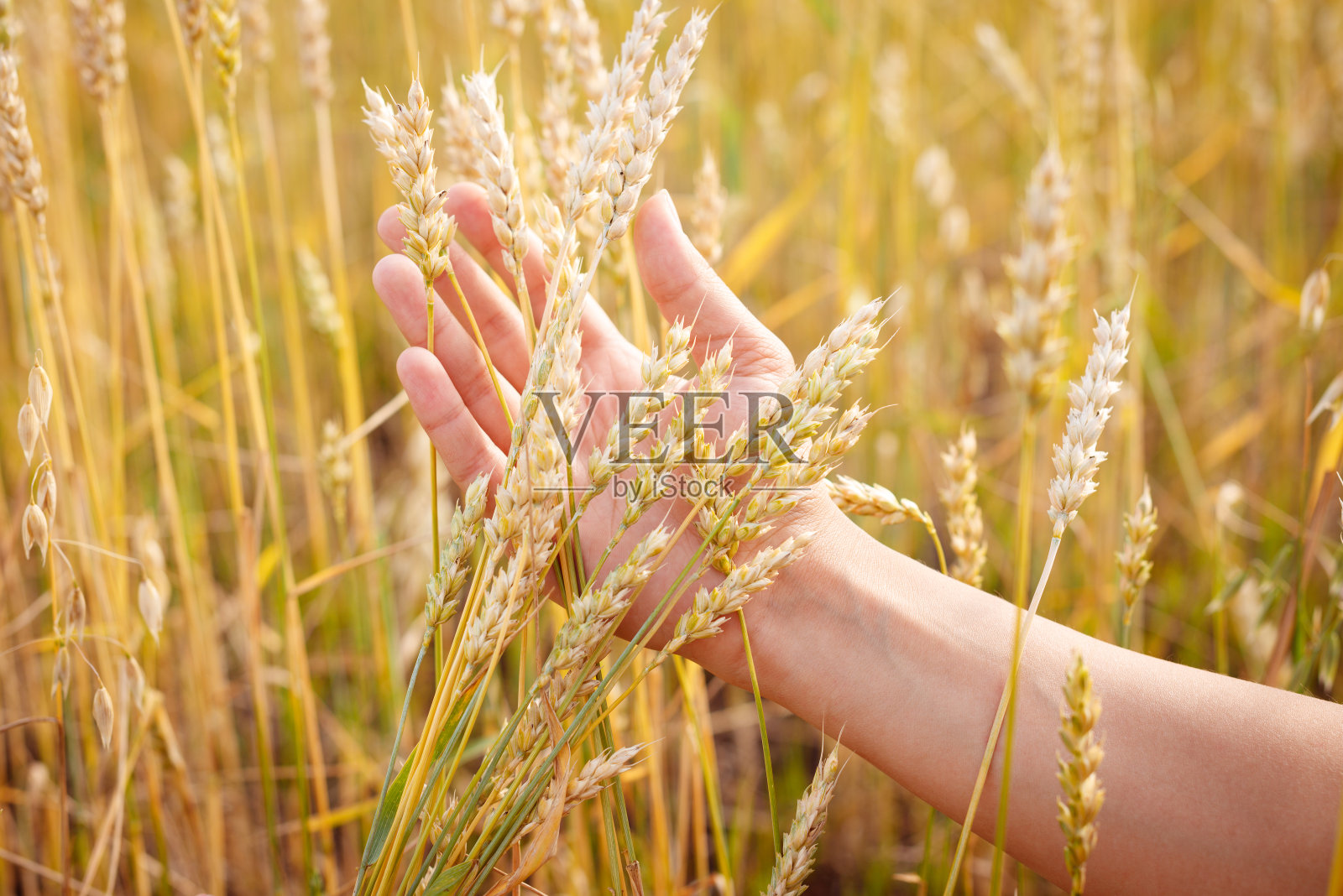 一串麦穗在一个女人的手里，映衬着金黄的麦田照片摄影图片
