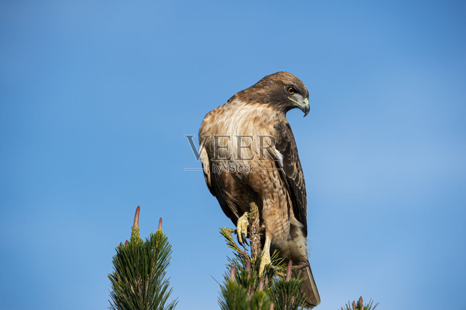 栖息在树顶的野生红尾鹰特写照片摄影图片