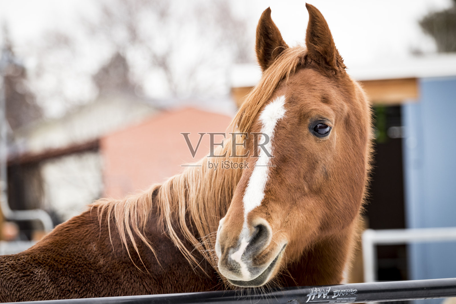 健康的棕色栗子马/酸模马照片摄影图片