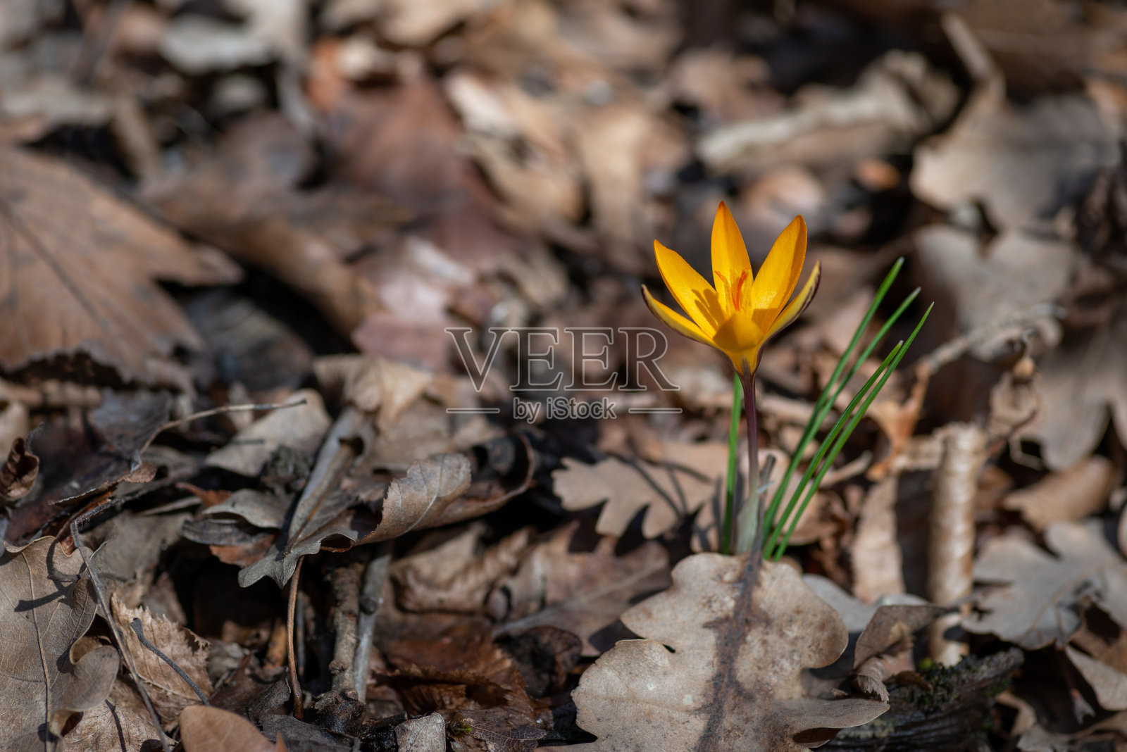 黄色的番红花在模糊的去年的叶子背景上照片摄影图片