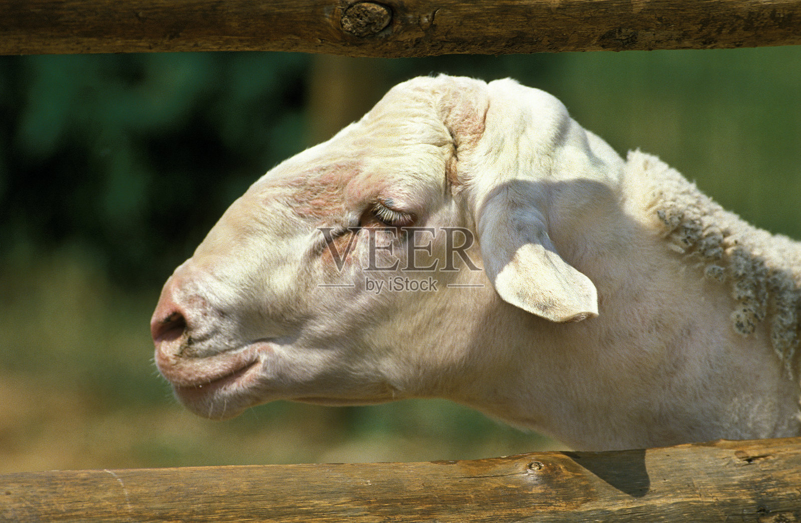 法国拉考恩羊，为羊乳干酪产奶，母羊肖像照片摄影图片