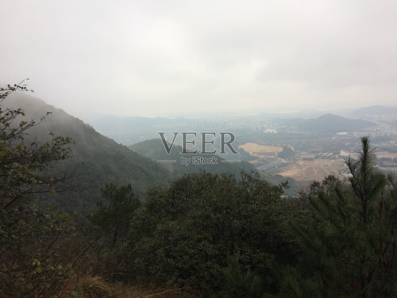 杭州菜森林照片摄影图片