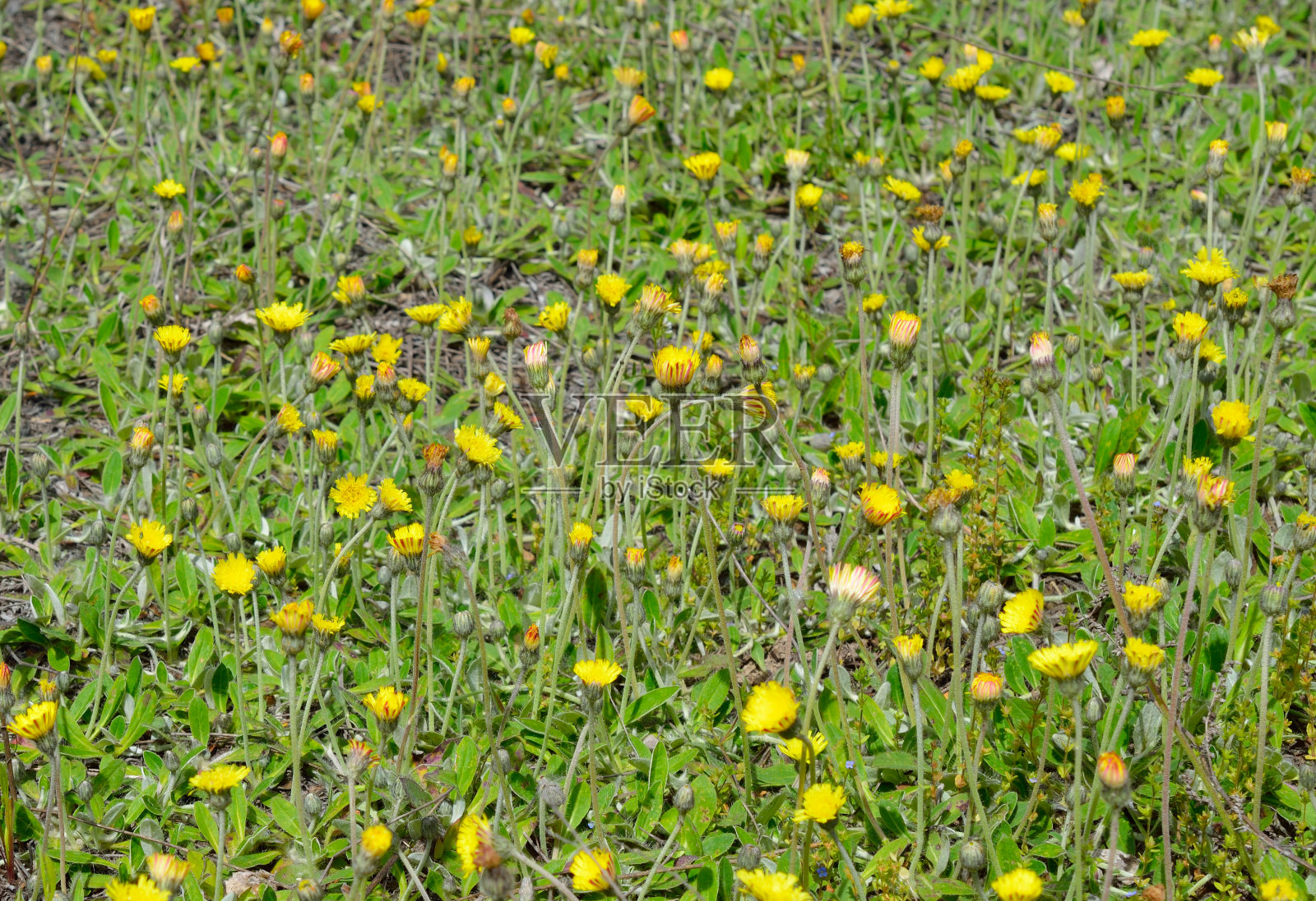 党参，同义党参，俗称鼠耳山楂照片摄影图片