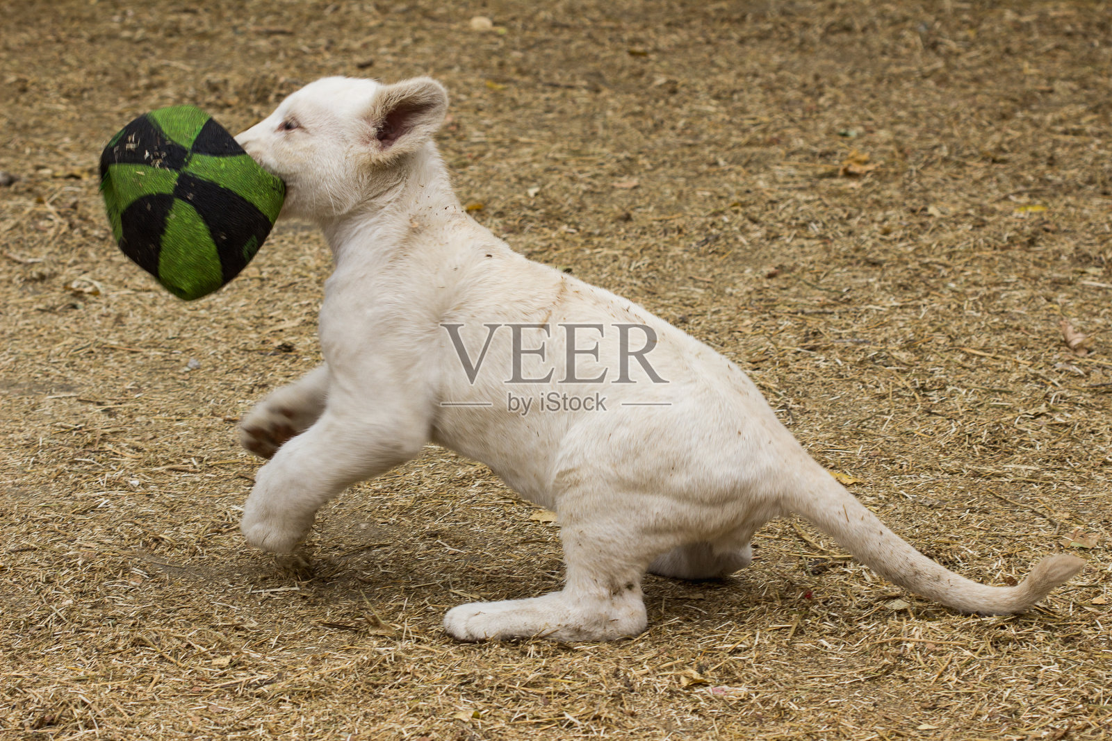 狮子照片摄影图片