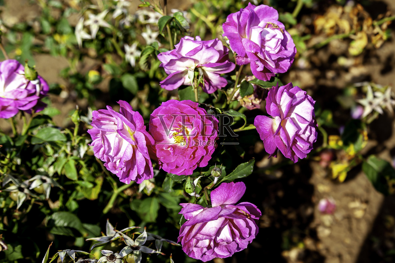 out of the Blue的玫瑰花。照片摄影图片