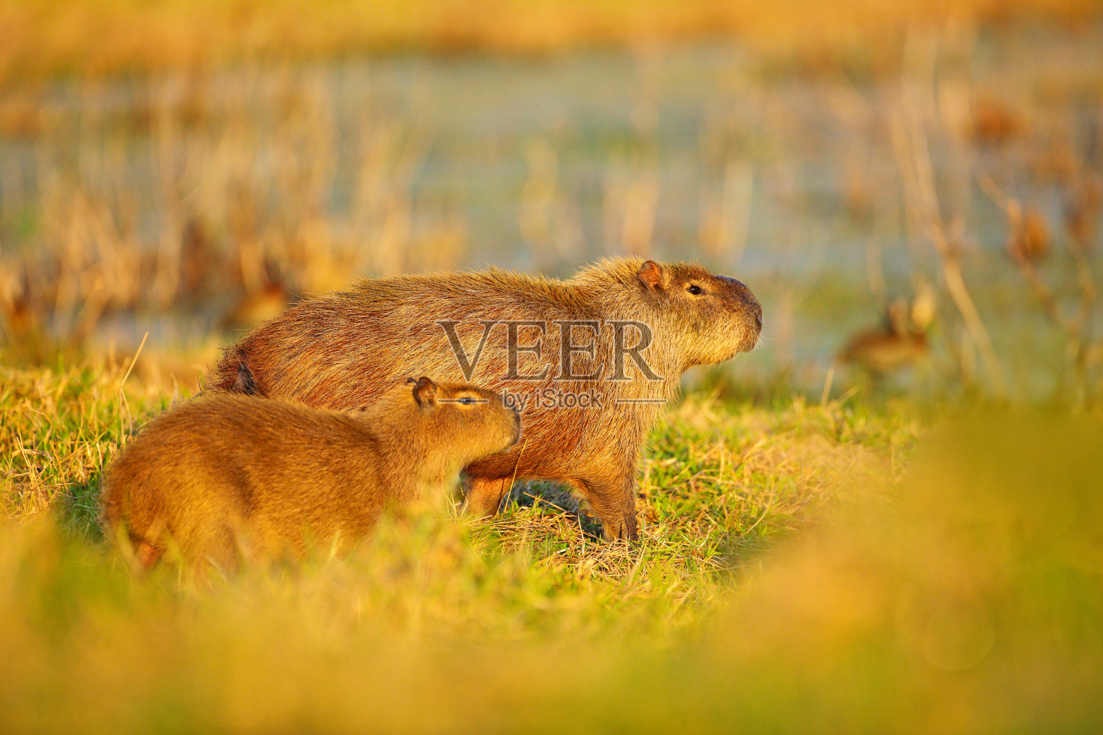 水豚，水蛇，妈妈和孩子。巴西潘塔纳尔，落日余晖下，最大的老鼠。大自然的野生动物景象。照片摄影图片