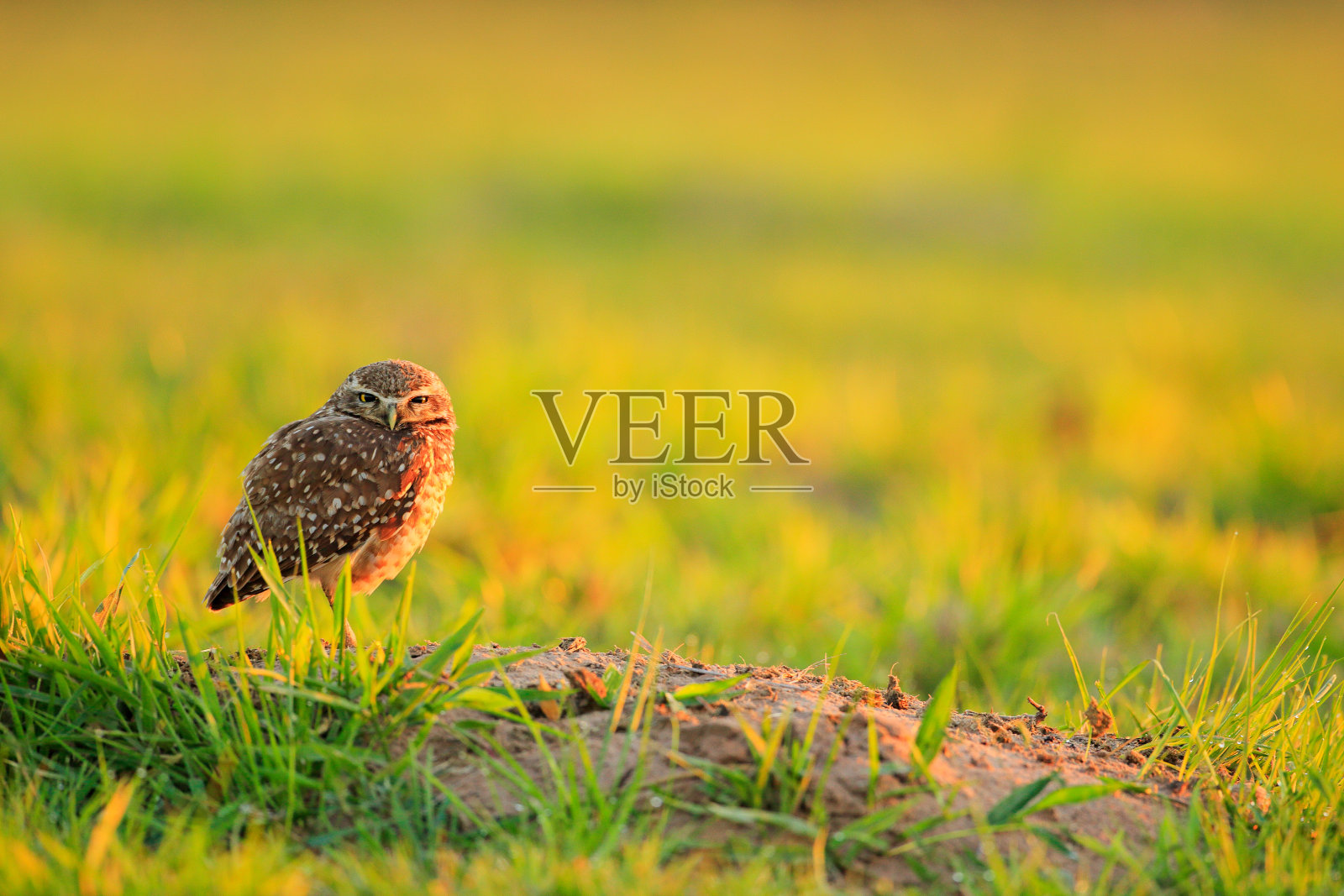 草里的大眼睛。巴西潘塔纳尔的马托格罗索州，洞鸮，夜鸟，美丽的夕阳，自然栖息地的动物。来自大自然的野生动物场景，野生巴西猫头鹰。照片摄影图片