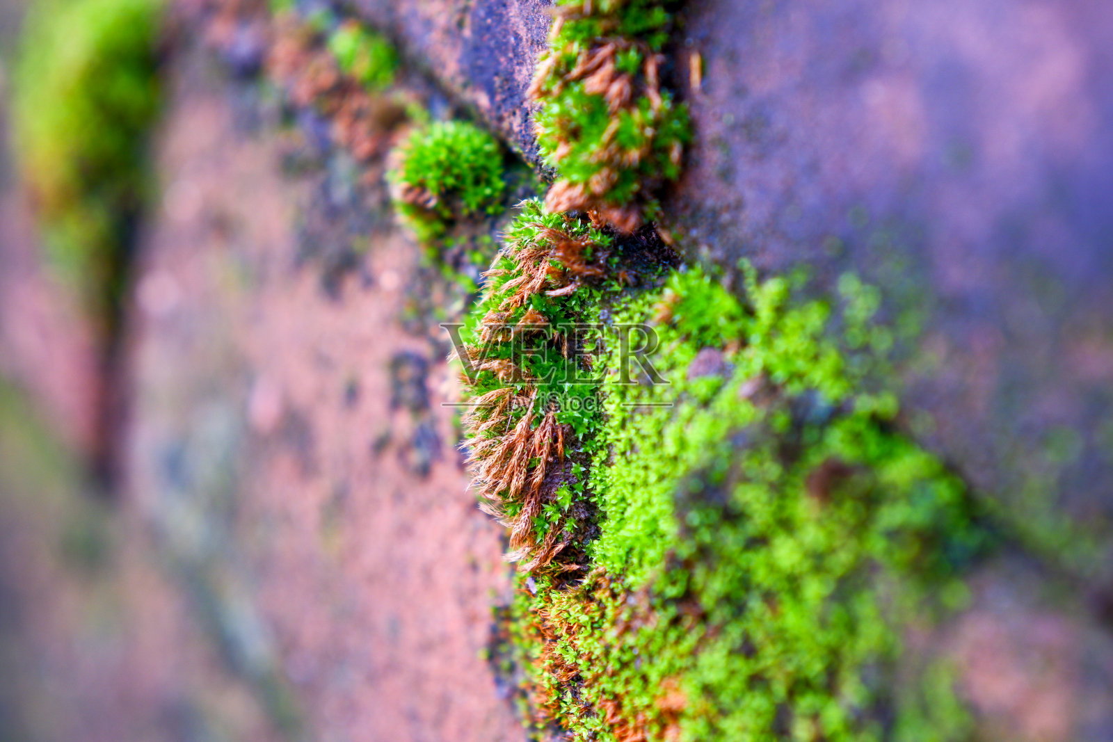 背景照片摄影图片