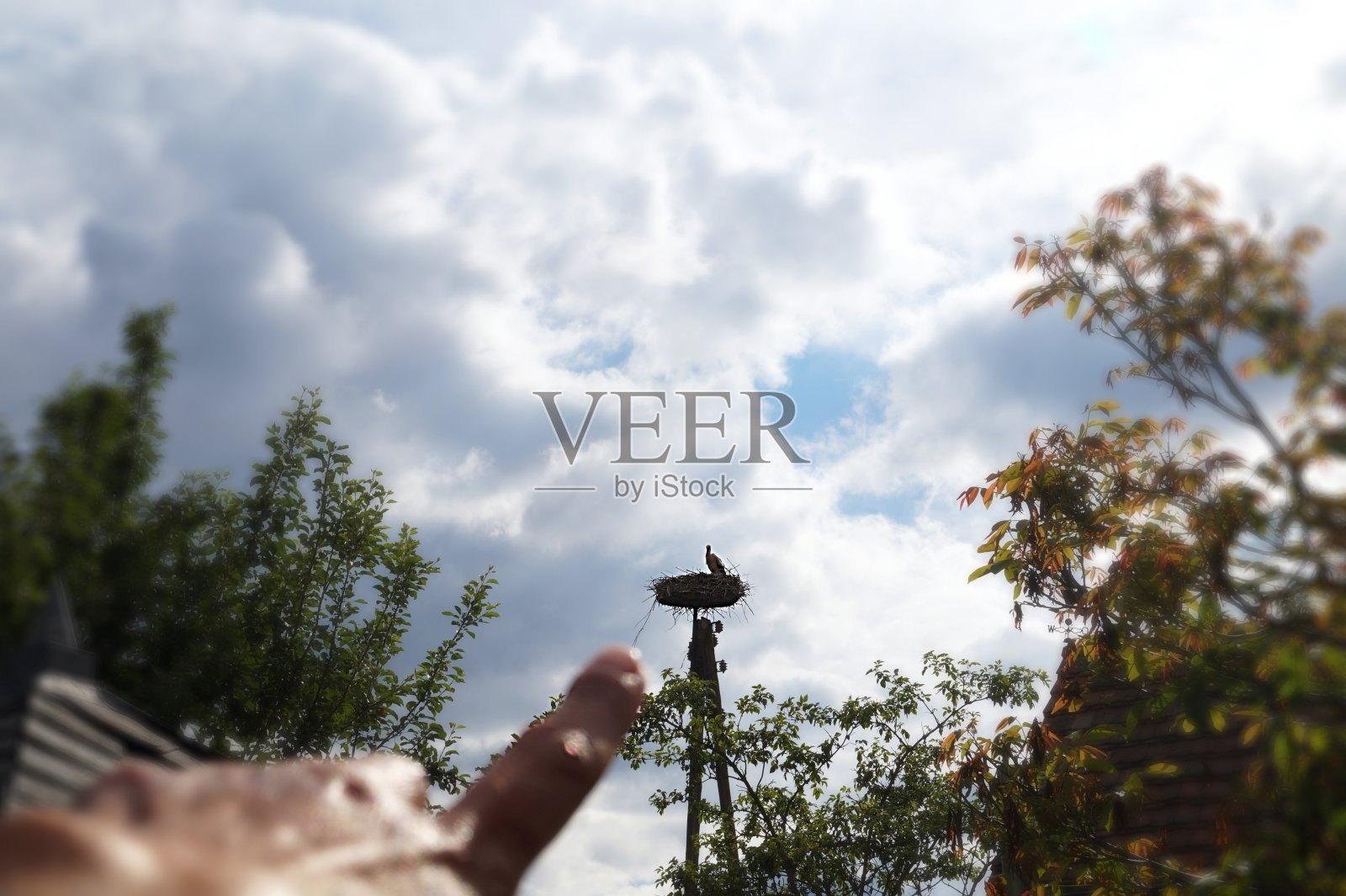 看鹳巢照片摄影图片