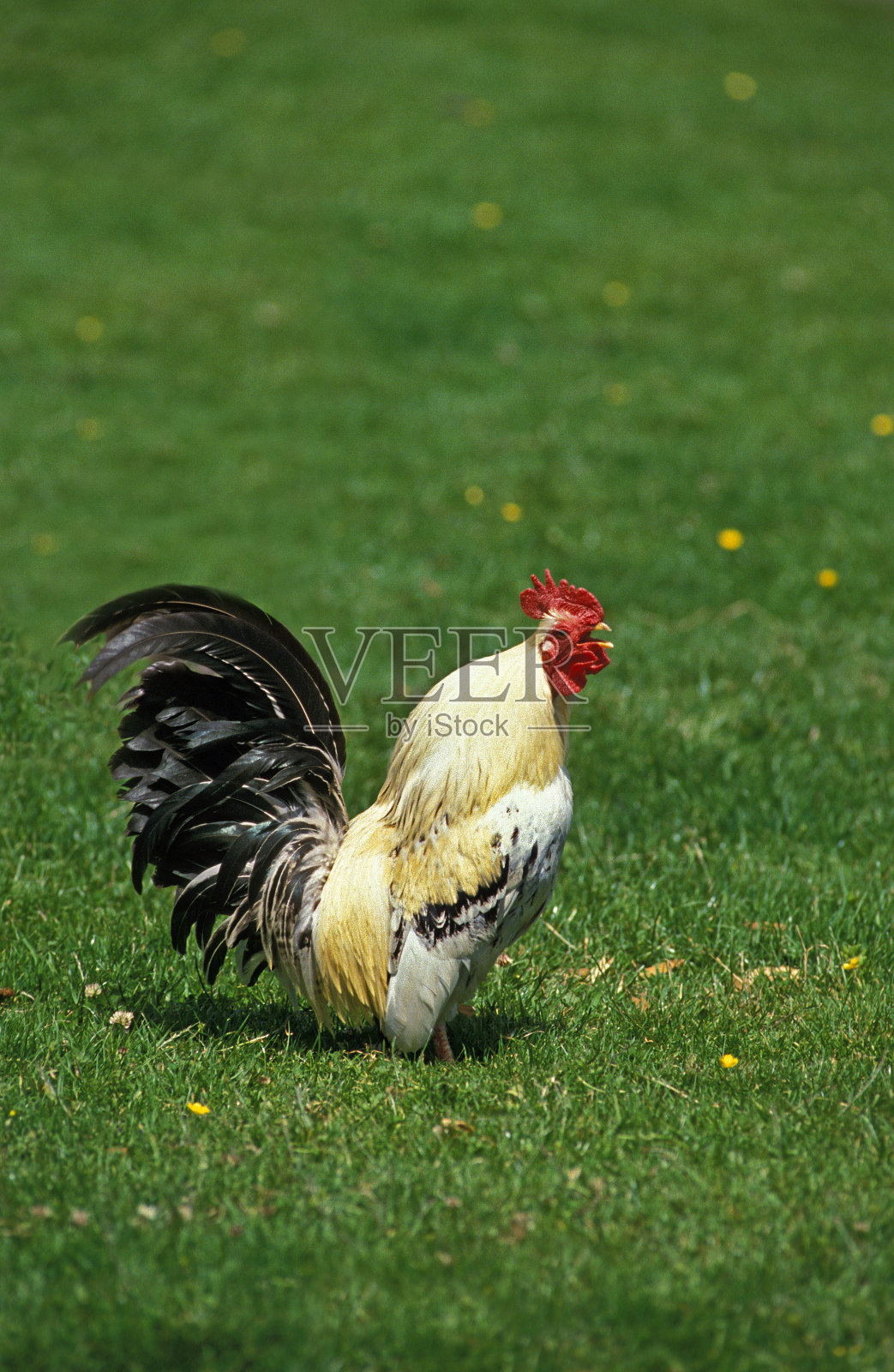 家鸡，小公鸡的叫声照片摄影图片