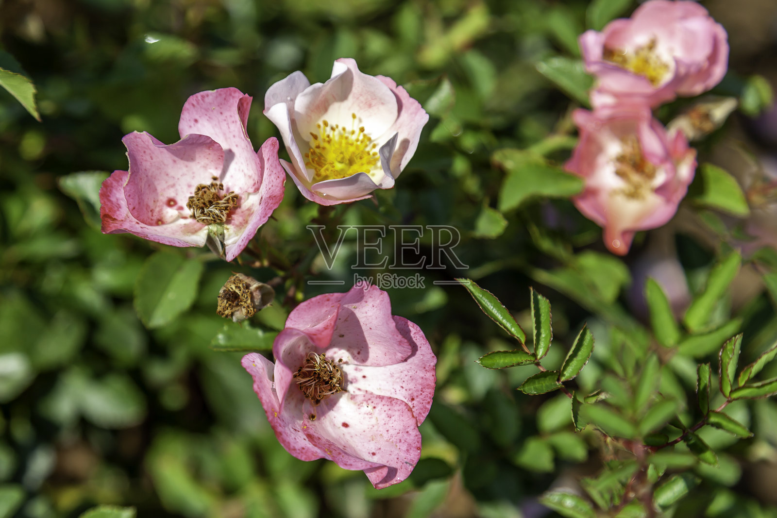 田野里的红玫瑰，无忧无虑。照片摄影图片