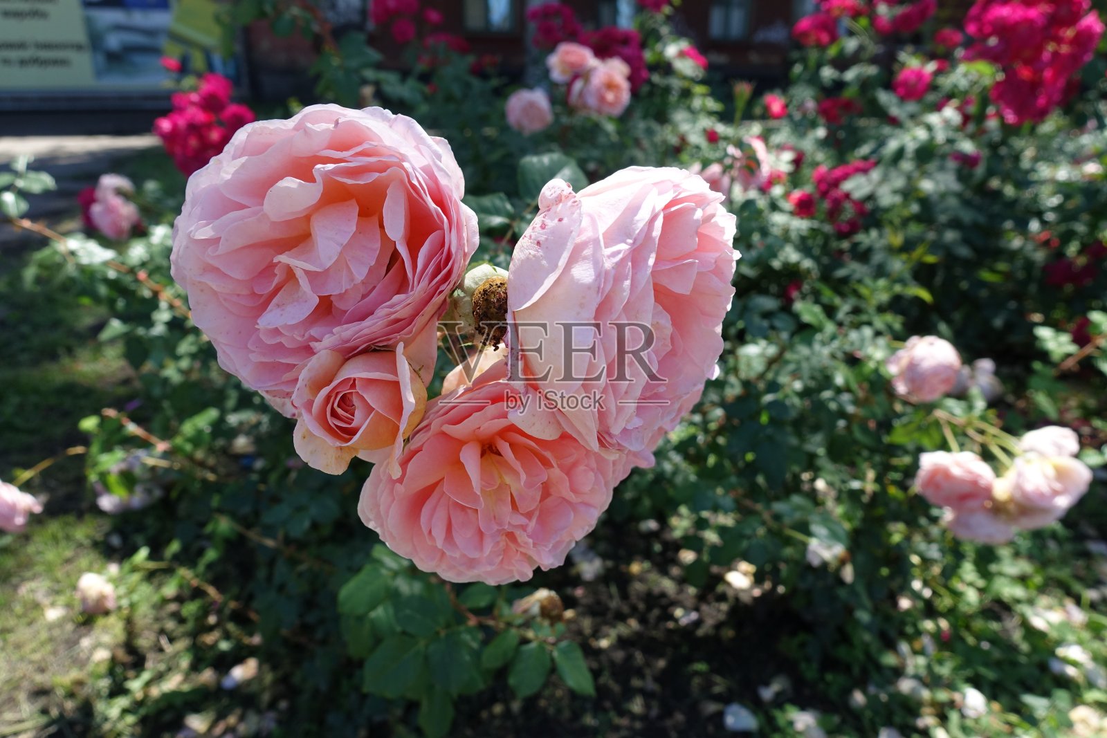 六月里一束淡粉色的玫瑰花照片摄影图片