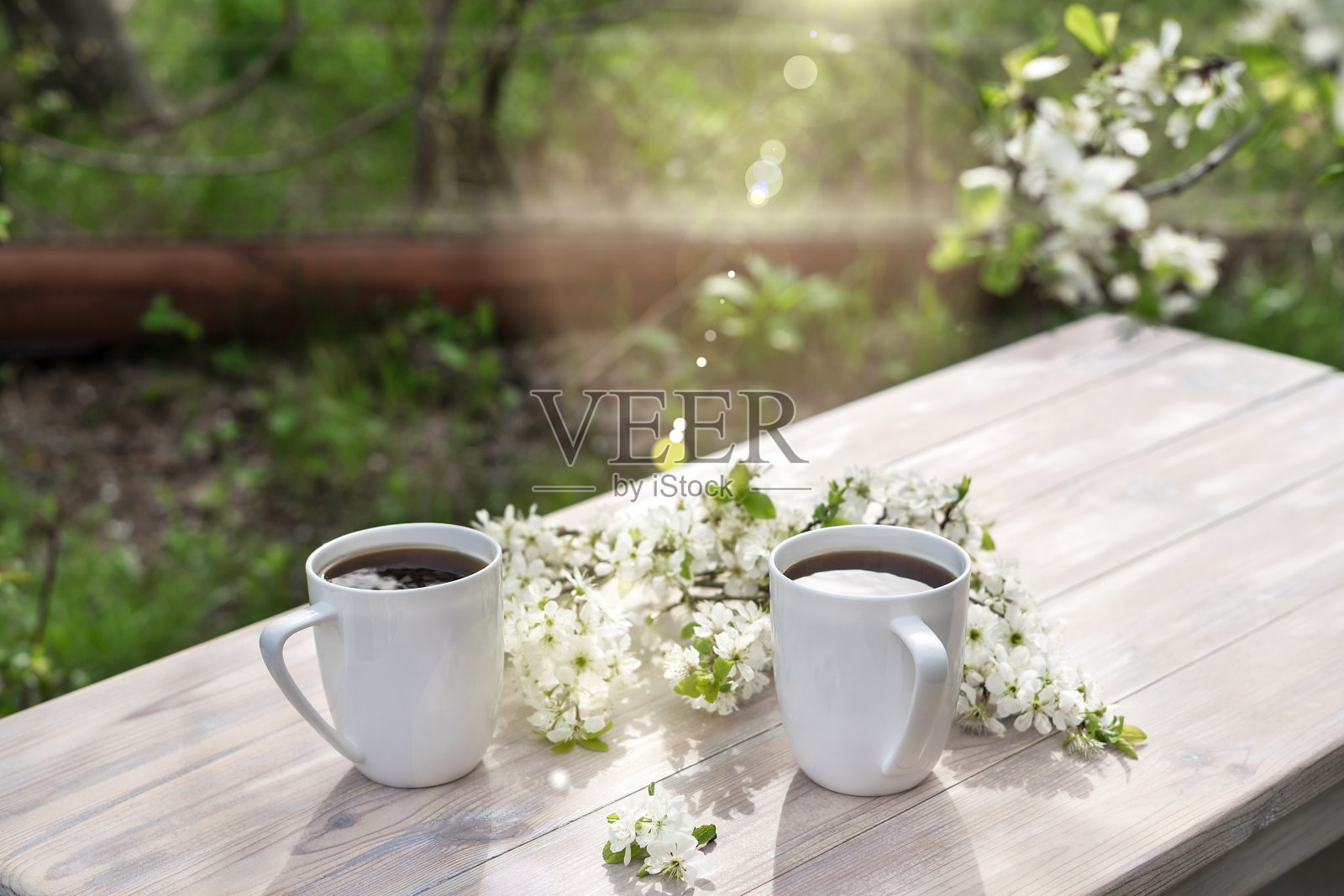 在春日的庭院里，木桌上放着两个美丽的瓷咖啡杯，上面点缀着白色的樱花。照片摄影图片