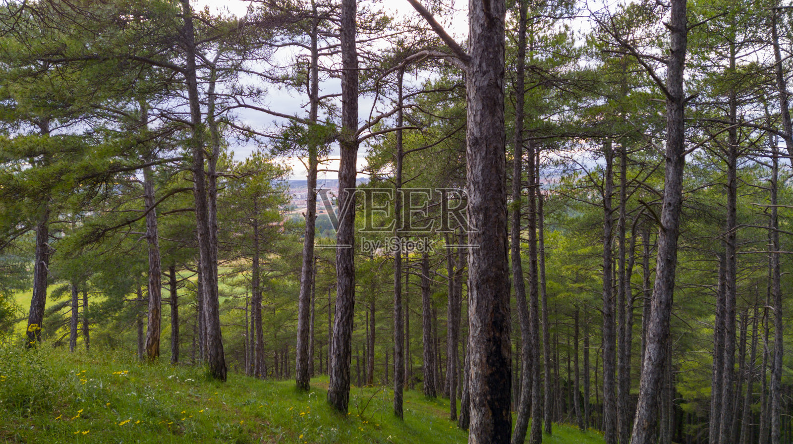 从森林和天空看自然和云彩照片摄影图片