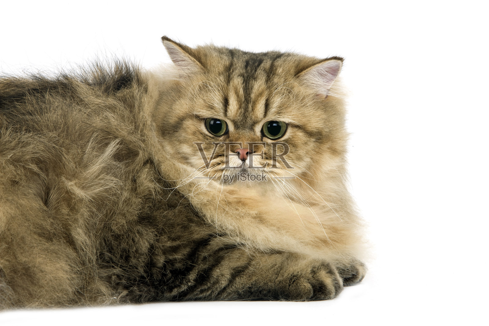 金色波斯家猫，成对白色背景照片摄影图片