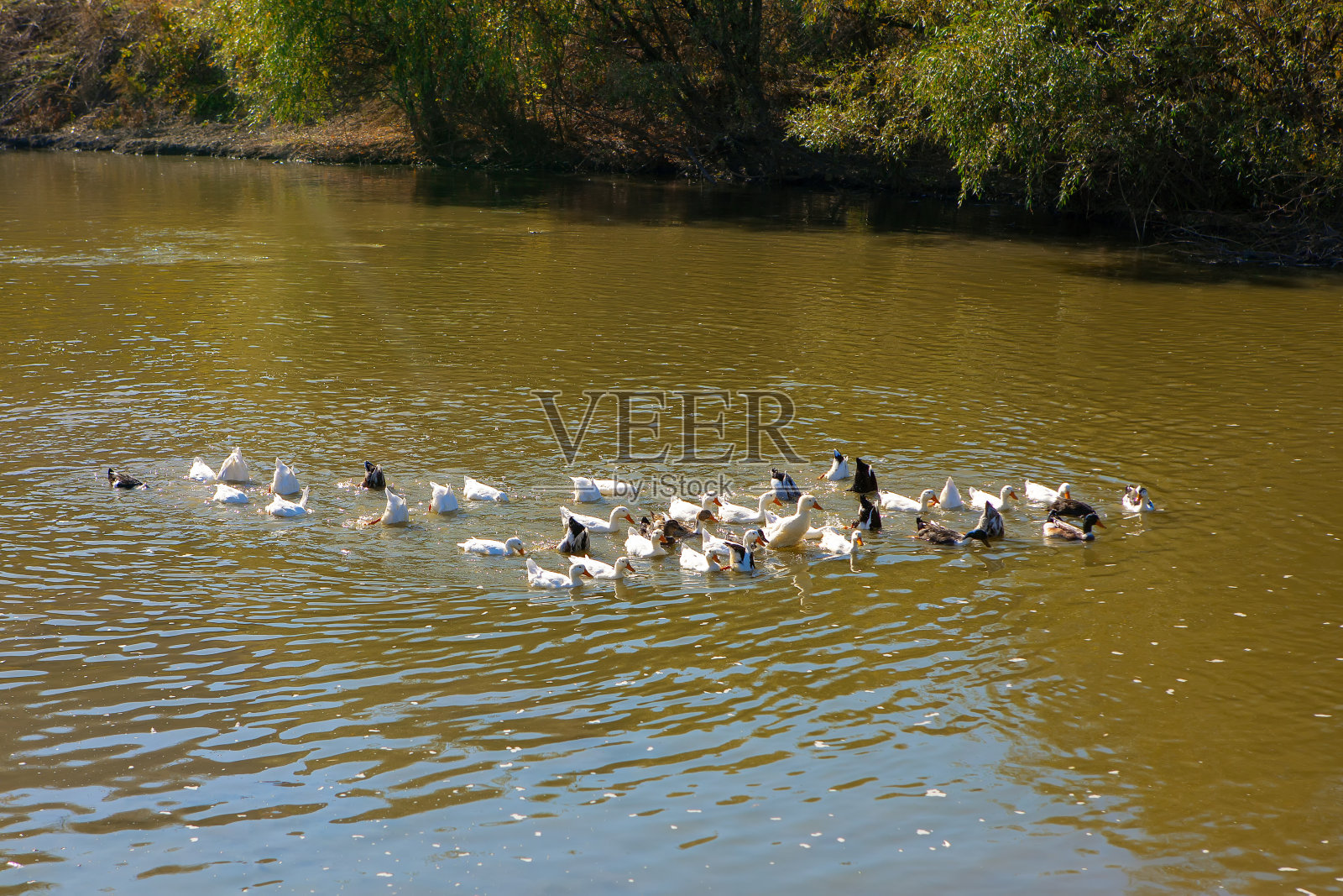 家禽游泳照片摄影图片