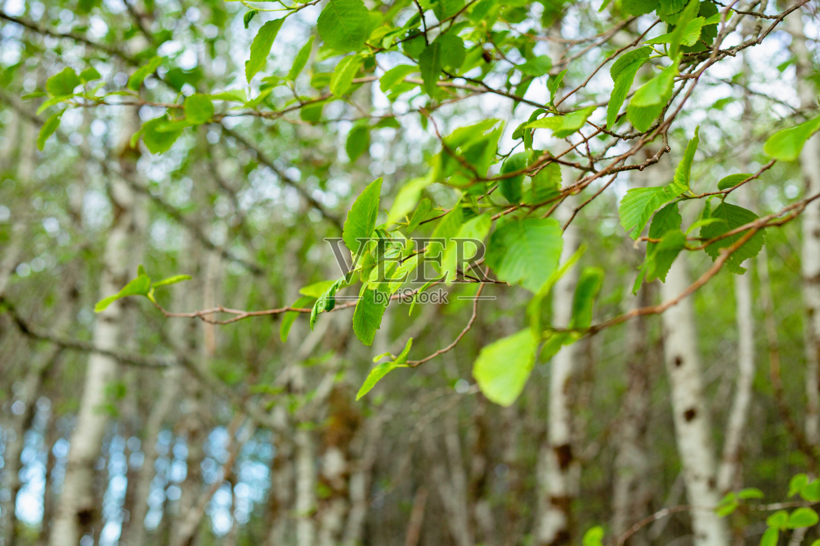 白桦树林照片摄影图片
