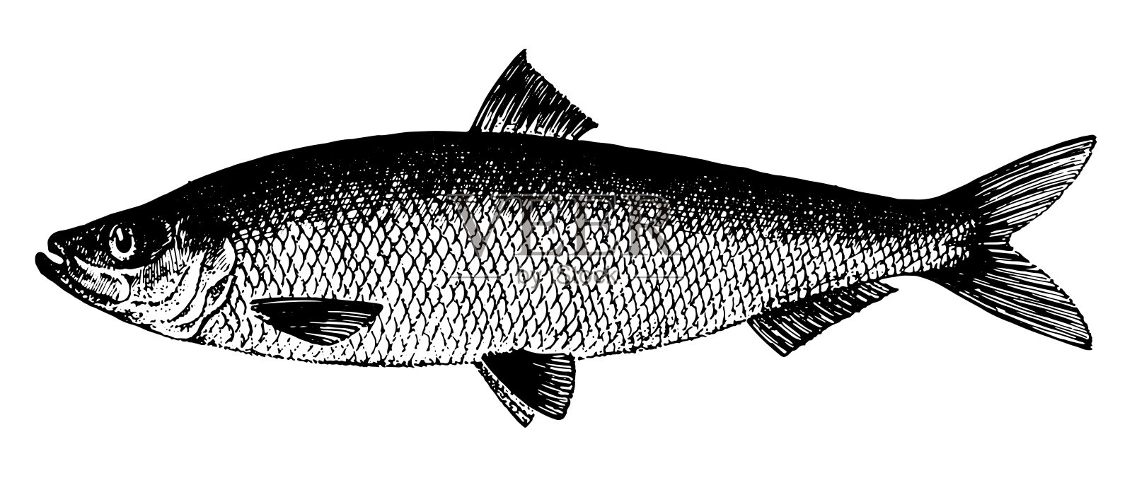 大西洋鲱鱼，鱼类收藏插画图片素材