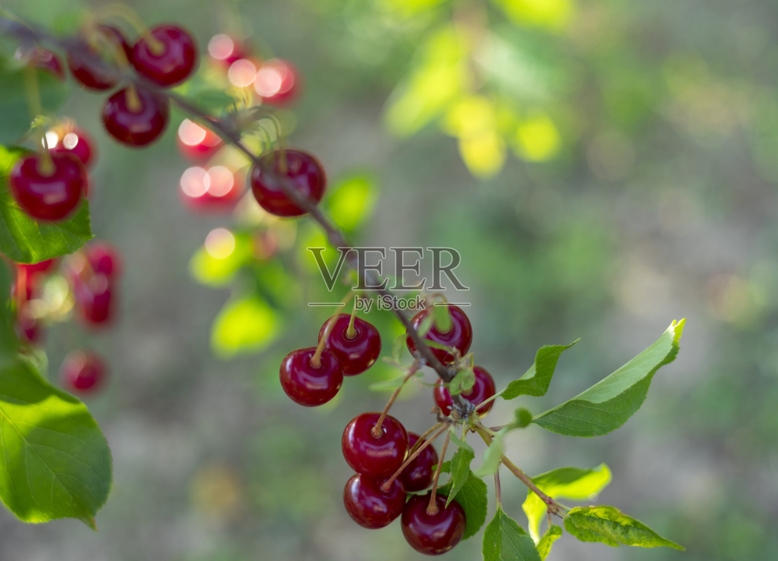 熟樱桃枝照片摄影图片