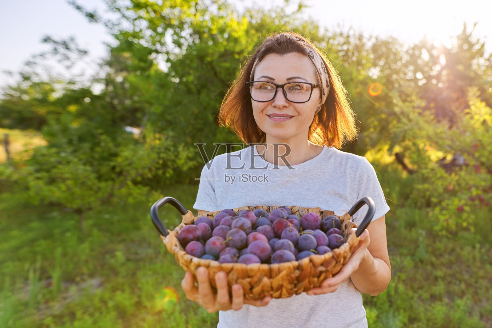 花园里的女人提着一篮李子。收获新鲜采摘的果实，成熟的青梅照片摄影图片
