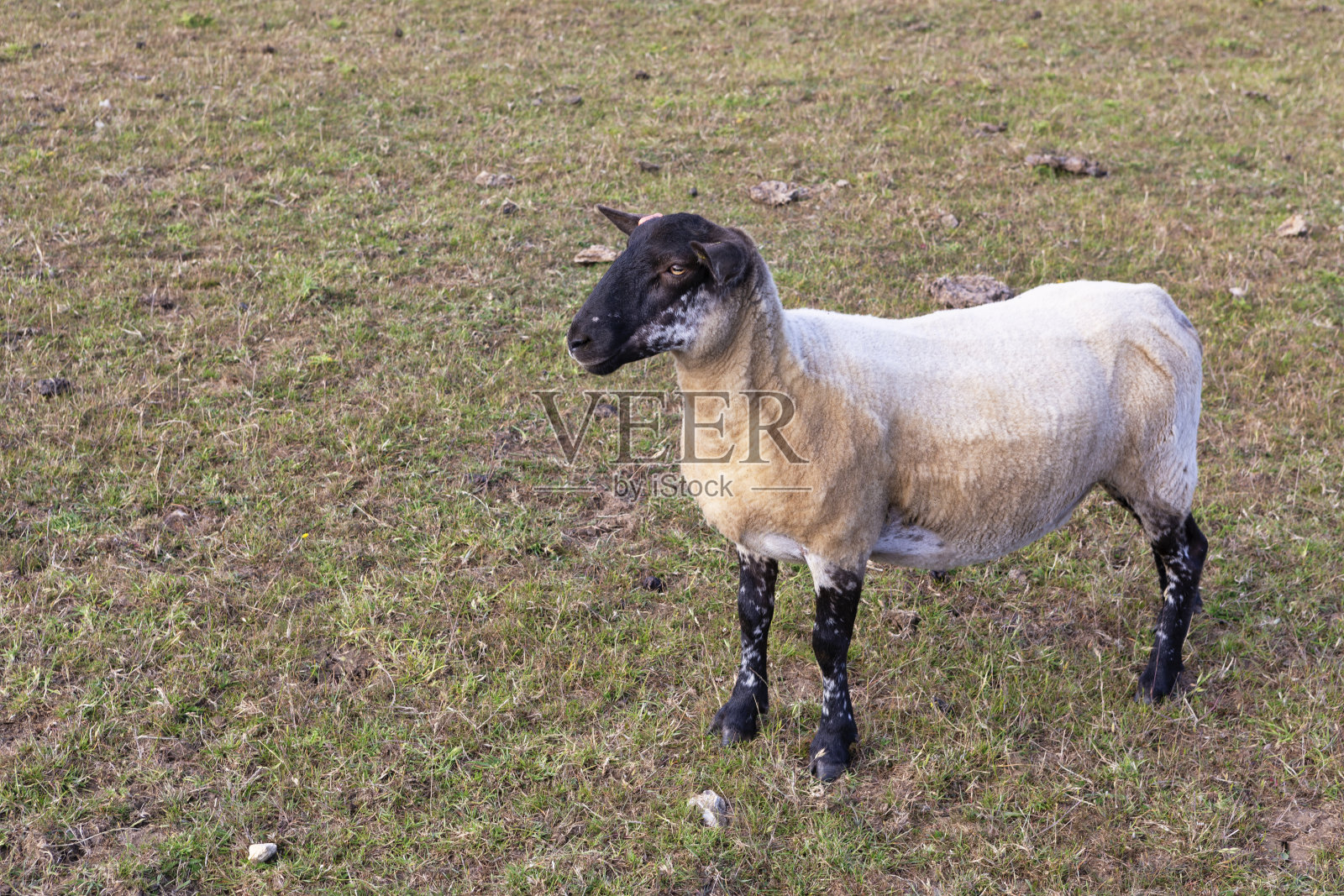 羊。英国东苏塞克斯照片摄影图片