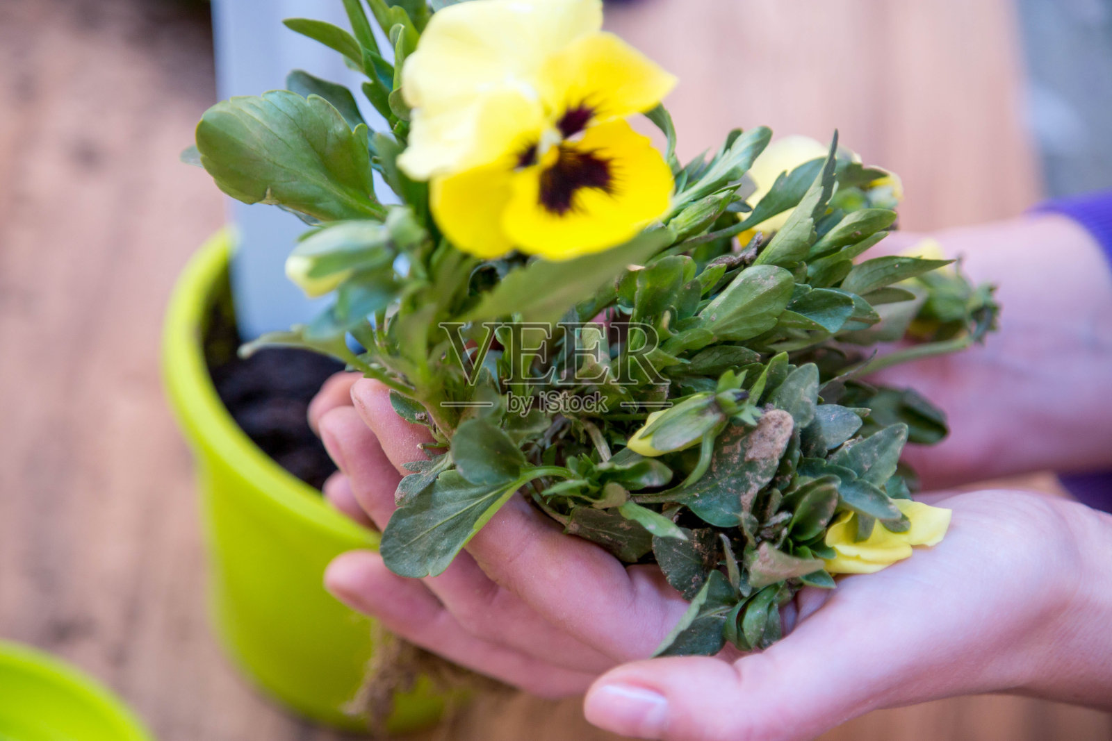 春天的花园工作。园艺工具和花的土壤背景照片摄影图片