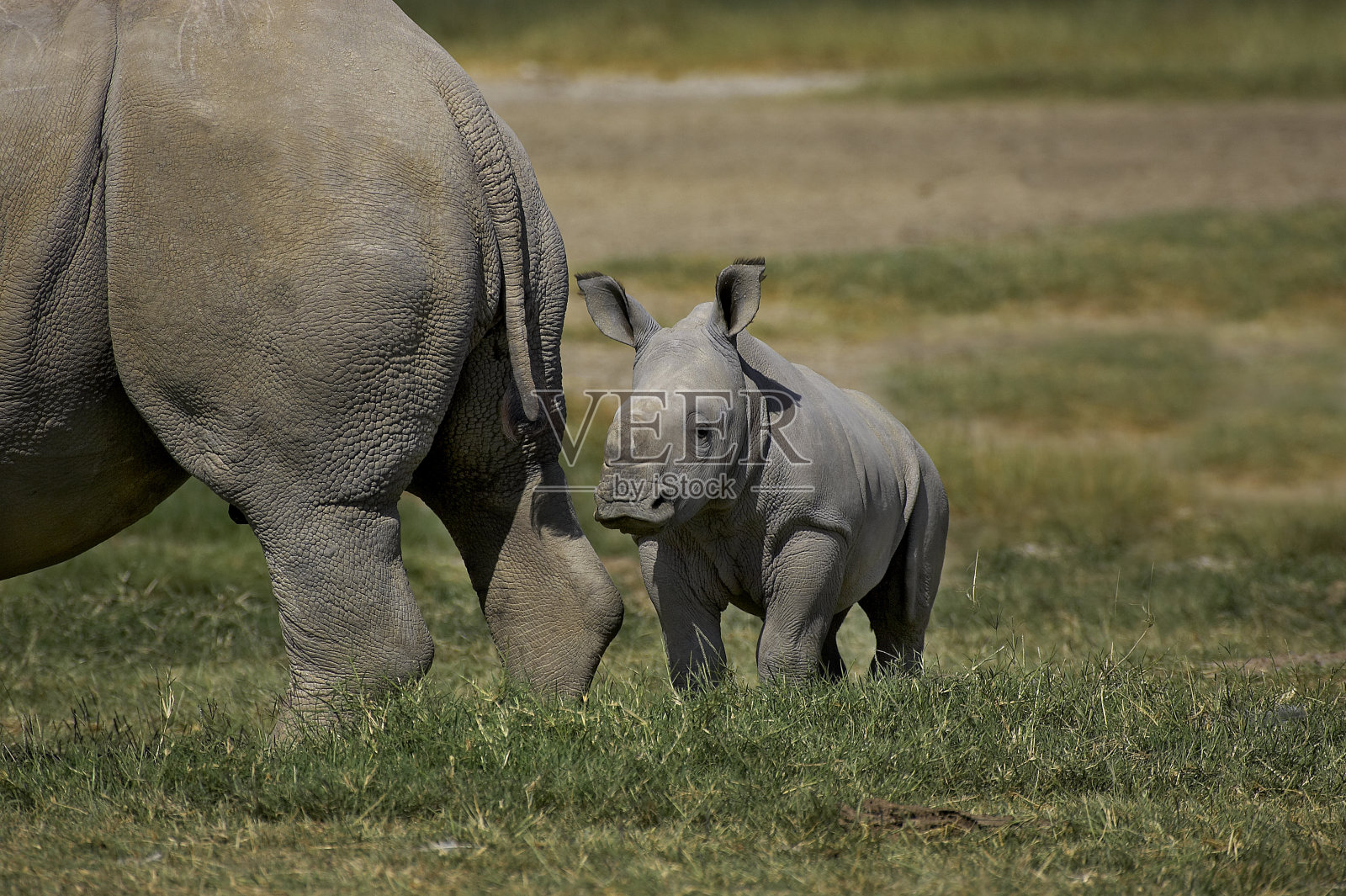 肯尼亚纳库鲁公园，白犀牛，母犀牛和幼崽照片摄影图片