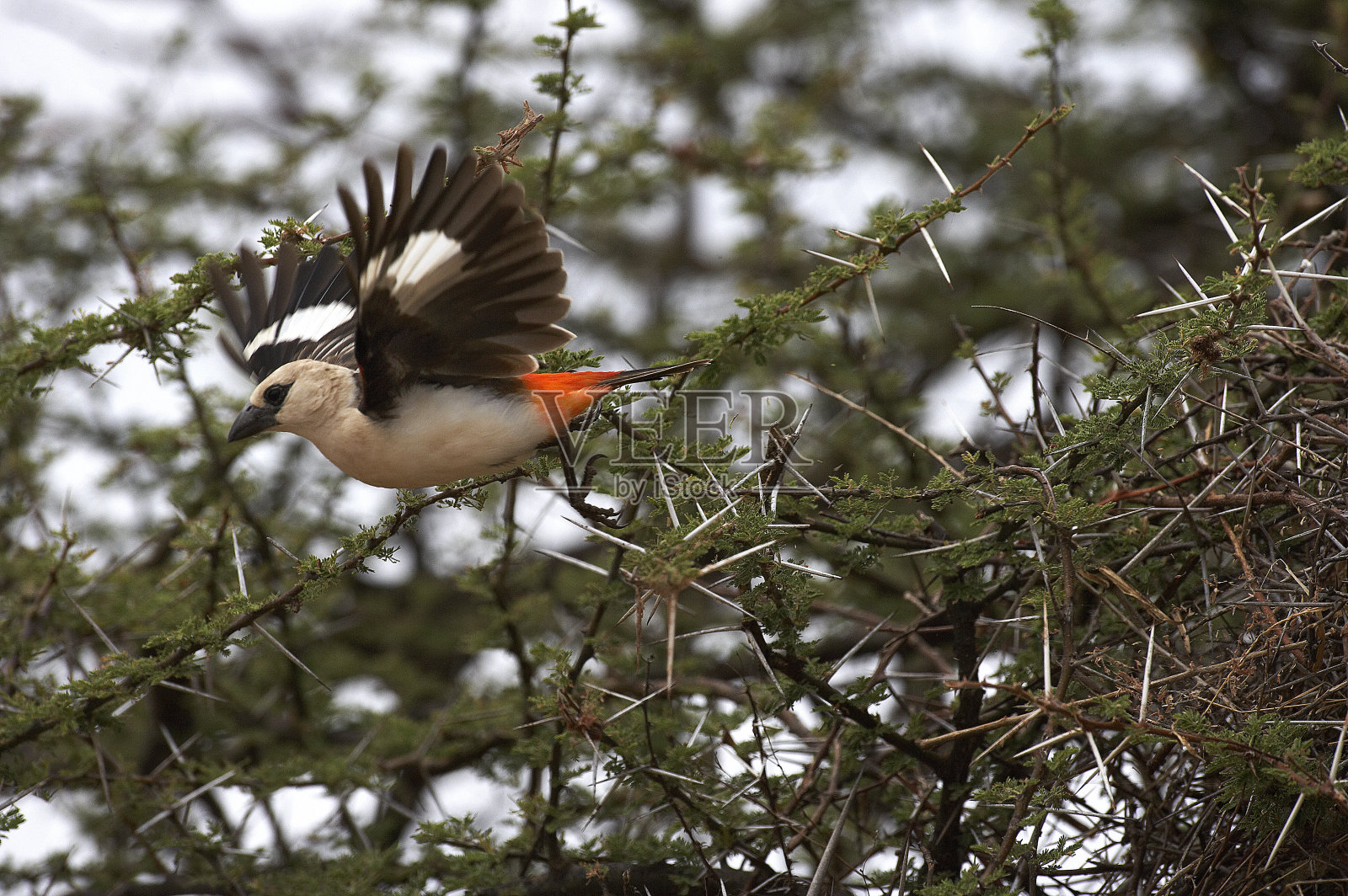白头水牛织布，dinemellia dinemelli，成年从Acacia分支起飞，肯尼亚照片摄影图片
