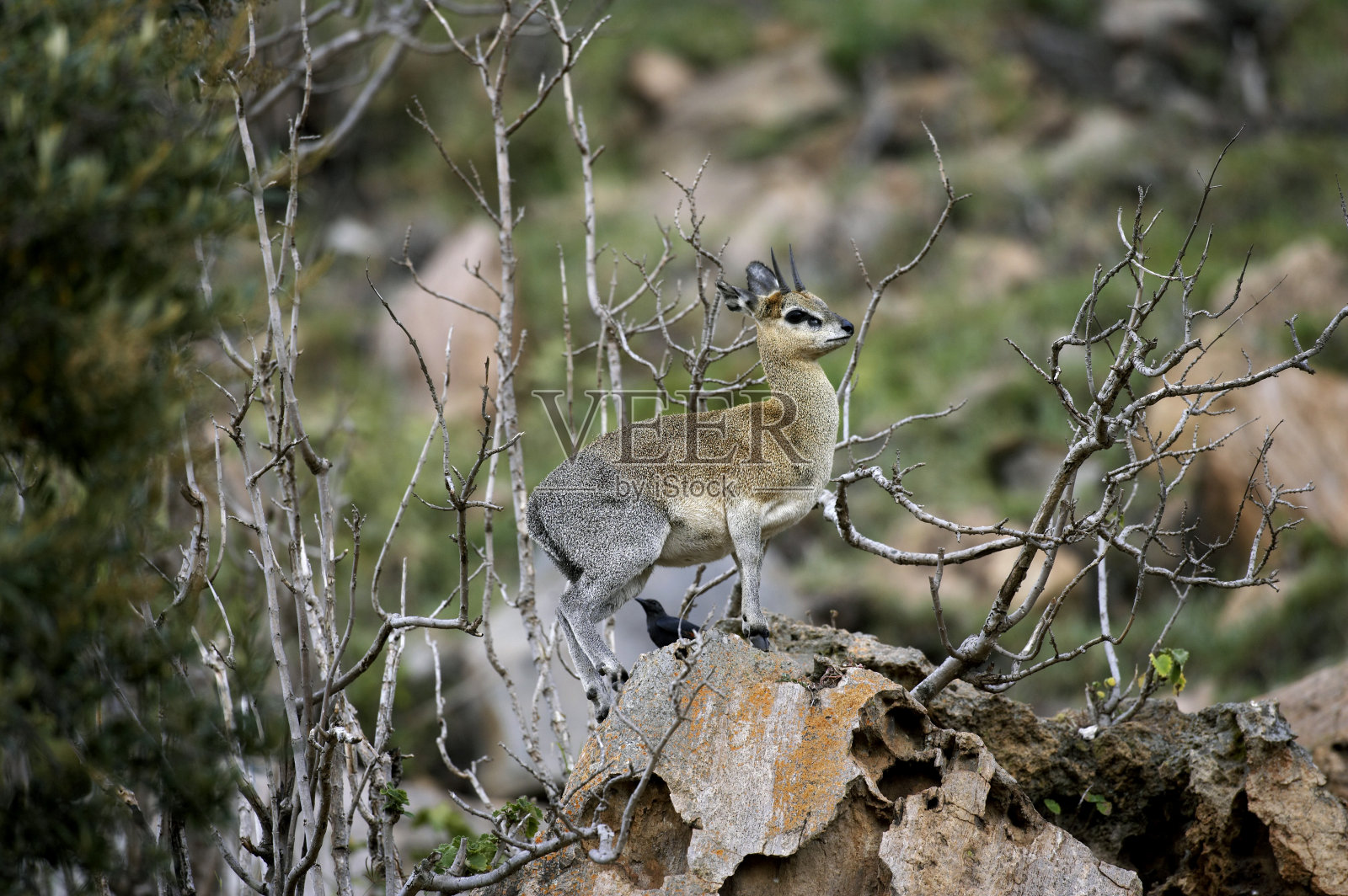 Klipspringer, oreotragus oreotragus，成人站在岩石上，地狱之门公园在肯尼亚照片摄影图片