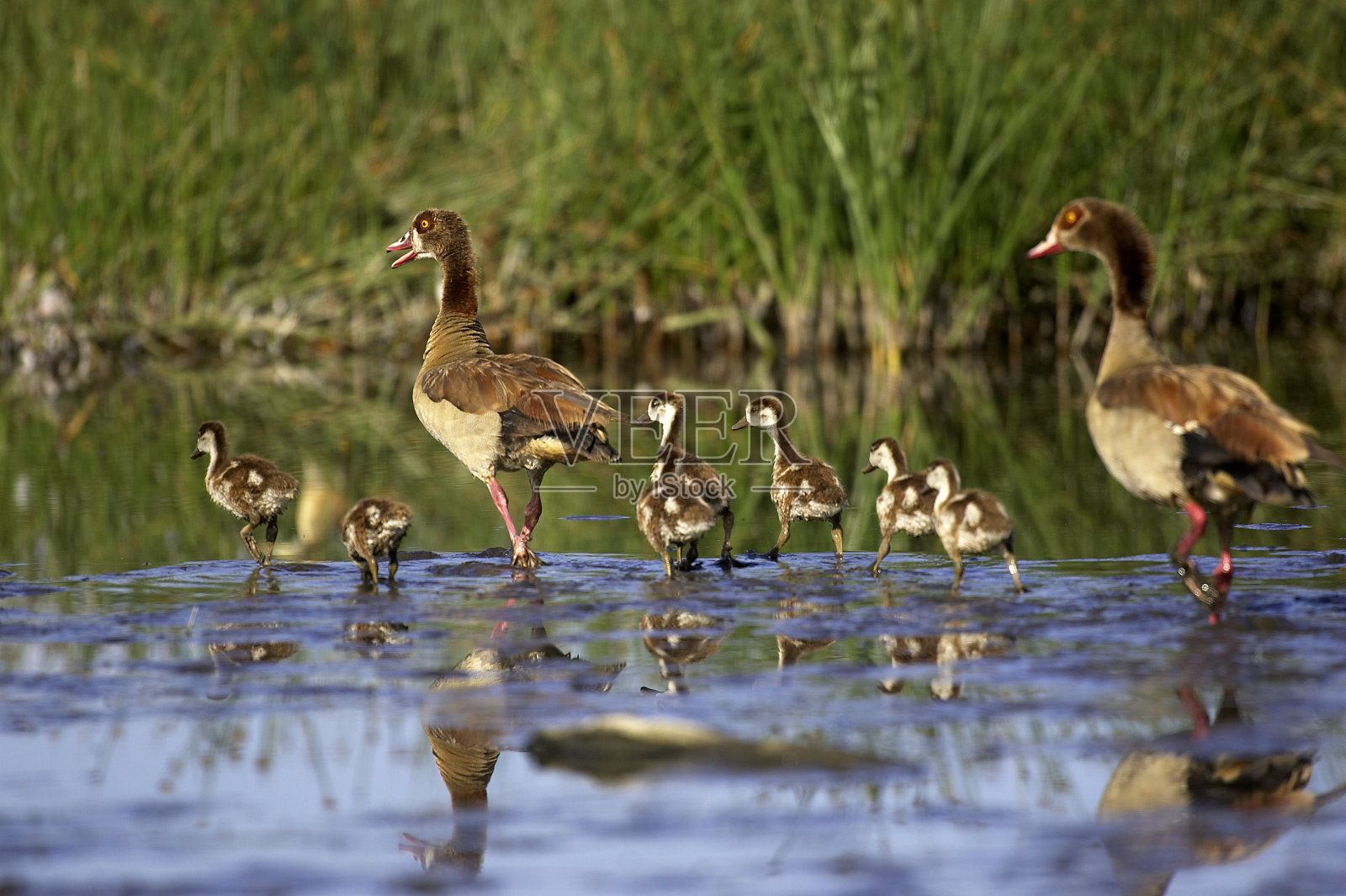 埃及鹅，埃及伊蚊，成年与雏鸟站在水里，肯尼亚照片摄影图片