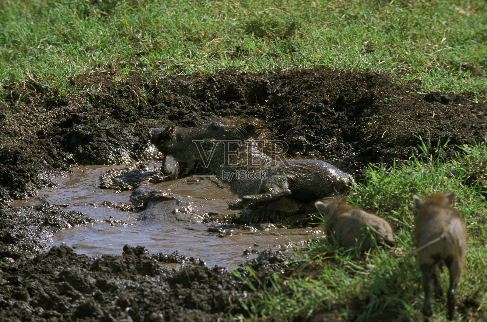 肯尼亚马赛马拉公园，野猪，母猪和小猪进行泥浴照片摄影图片