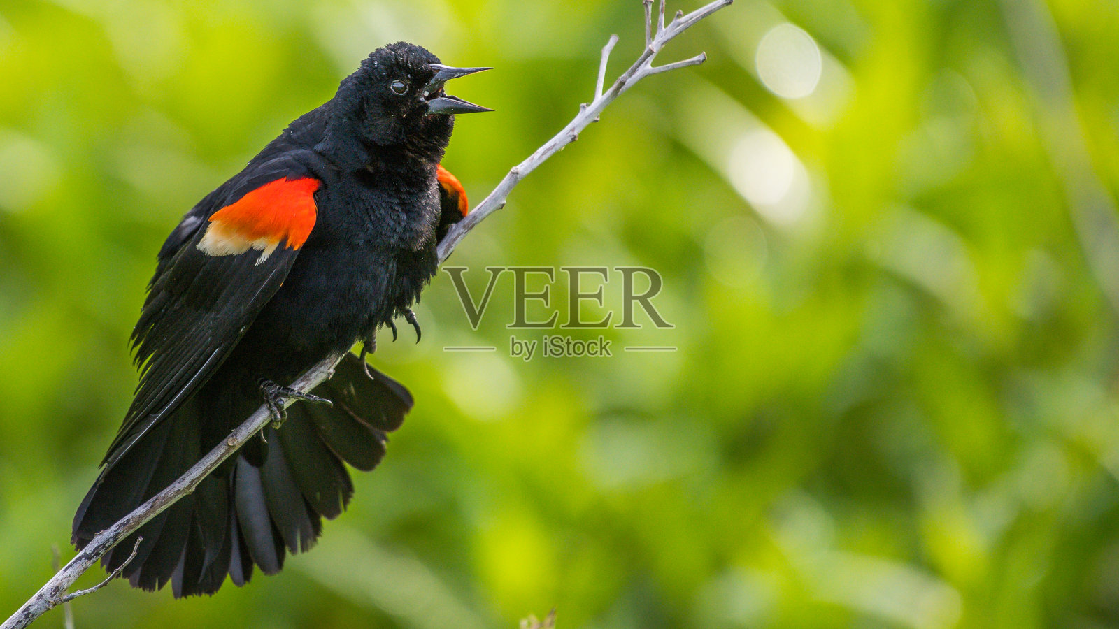 红翼黑鸟照片摄影图片